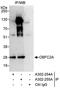 Nucleic Acid Binding Protein 1 antibody, A302-254A, Bethyl Labs, Immunoprecipitation image 