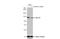 Rho guanine nucleotide exchange factor 2 antibody, NBP2-21577, Novus Biologicals, Western Blot image 