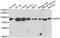 Dipeptidyl Peptidase 3 antibody, A7054, ABclonal Technology, Western Blot image 