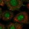 Kinesin Family Member 2A antibody, HPA004715, Atlas Antibodies, Immunofluorescence image 