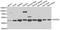 Dihydroorotate dehydrogenase, mitochondrial antibody, STJ28979, St John