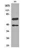 Zinc Finger And SCAN Domain Containing 31 antibody, orb159224, Biorbyt, Western Blot image 