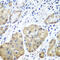 Phospholipase C Beta 2 antibody, 23-428, ProSci, Immunohistochemistry frozen image 