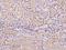 Lon Peptidase 2, Peroxisomal antibody, 204670-T08, Sino Biological, Immunohistochemistry frozen image 
