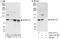 A-kinase anchor protein 17A antibody, A303-218A, Bethyl Labs, Immunoprecipitation image 