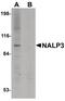 NLR Family Pyrin Domain Containing 3 antibody, PA5-20838, Invitrogen Antibodies, Western Blot image 