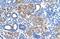 Fatty Acid Hydroxylase Domain Containing 2 antibody, PA5-69191, Invitrogen Antibodies, Immunohistochemistry frozen image 