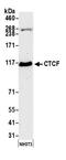 CCCTC-Binding Factor antibody, A300-543A, Bethyl Labs, Western Blot image 