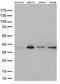 Syntaxin 1A antibody, LS-C796464, Lifespan Biosciences, Western Blot image 