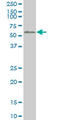 HsMAD2 antibody, LS-C133304, Lifespan Biosciences, Western Blot image 