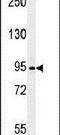Aminoadipate-Semialdehyde Synthase antibody, PA5-12372, Invitrogen Antibodies, Western Blot image 