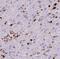 NUMBL antibody, FNab05917, FineTest, Immunohistochemistry frozen image 