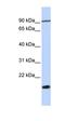 Transmembrane 4 L Six Family Member 4 antibody, orb325276, Biorbyt, Western Blot image 