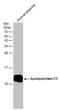 APOC3 antibody, PA5-77862, Invitrogen Antibodies, Western Blot image 