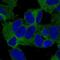 Kinesin-like protein KIF21A antibody, NBP2-37969, Novus Biologicals, Immunofluorescence image 