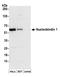 NUCB1 antibody, A304-833A, Bethyl Labs, Western Blot image 