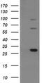 Tripartite Motif Containing 38 antibody, MA5-26236, Invitrogen Antibodies, Western Blot image 