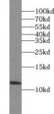 Small Ubiquitin Like Modifier 2 antibody, FNab08391, FineTest, Western Blot image 