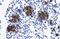 Zinc Finger Protein 182 antibody, A16157, Boster Biological Technology, Immunohistochemistry frozen image 