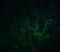 GATE-16 antibody, 7895, ProSci, Immunofluorescence image 