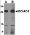 OCIA Domain Containing 1 antibody, orb94335, Biorbyt, Western Blot image 