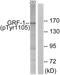 Glucocorticoid receptor DNA-binding factor 1 antibody, LS-C199023, Lifespan Biosciences, Western Blot image 