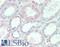DIX Domain Containing 1 antibody, LS-B15492, Lifespan Biosciences, Immunohistochemistry paraffin image 