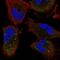 RING finger protein unkempt homolog antibody, PA5-55737, Invitrogen Antibodies, Immunofluorescence image 