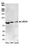 Leucine Rich Repeats And Calponin Homology Domain Containing 3 antibody, A304-936A, Bethyl Labs, Western Blot image 