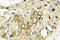 CD9 Molecule antibody, LS-C177343, Lifespan Biosciences, Immunohistochemistry frozen image 