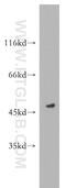 3-Oxoacyl-ACP Synthase, Mitochondrial antibody, 16642-1-AP, Proteintech Group, Western Blot image 