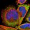 Ribosomal Protein L3 antibody, HPA003365, Atlas Antibodies, Immunofluorescence image 