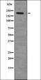Cadherin 1 antibody, orb336032, Biorbyt, Western Blot image 