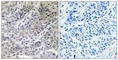 MPC2 antibody, abx014275, Abbexa, Western Blot image 