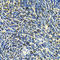 CD3 antibody, LS-C331677, Lifespan Biosciences, Immunohistochemistry frozen image 