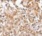 Centrosomal Protein 97 antibody, MBS2521832, MyBioSource, Immunohistochemistry frozen image 