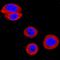 EPH Receptor B2 antibody, AF467, R&D Systems, Immunofluorescence image 
