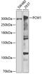 PCM1 antibody, GTX33391, GeneTex, Western Blot image 