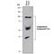 Complement C1r-A subcomponent antibody, AF7160, R&D Systems, Western Blot image 