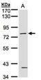 Protein kinase C gamma type antibody, PA5-27732, Invitrogen Antibodies, Western Blot image 