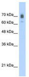 Kinesin-like protein KIF22 antibody, TA334697, Origene, Western Blot image 