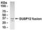 Dual Specificity Phosphatase 12 antibody, XW-8091, ProSci, Western Blot image 