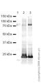 Synuclein Alpha antibody, ab1903, Abcam, Western Blot image 