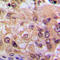 p65 antibody, LS-C352789, Lifespan Biosciences, Immunohistochemistry frozen image 