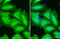 GAPDH antibody, GTX100118, GeneTex, Immunofluorescence image 