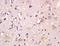 Neuronal membrane glycoprotein M6-b antibody, orb157286, Biorbyt, Immunohistochemistry paraffin image 