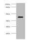 Alcohol Dehydrogenase 1B (Class I), Beta Polypeptide antibody, A54784-100, Epigentek, Western Blot image 