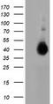 LRAT Domain Containing 2 antibody, TA501970, Origene, Western Blot image 