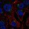 Cell Cycle Progression 1 antibody, NBP2-58926, Novus Biologicals, Immunocytochemistry image 