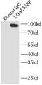 MAC2BP antibody, FNab04759, FineTest, Immunoprecipitation image 
